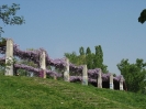 Primavera 2009 parco nord  di milano