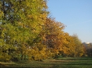 autunno al parco