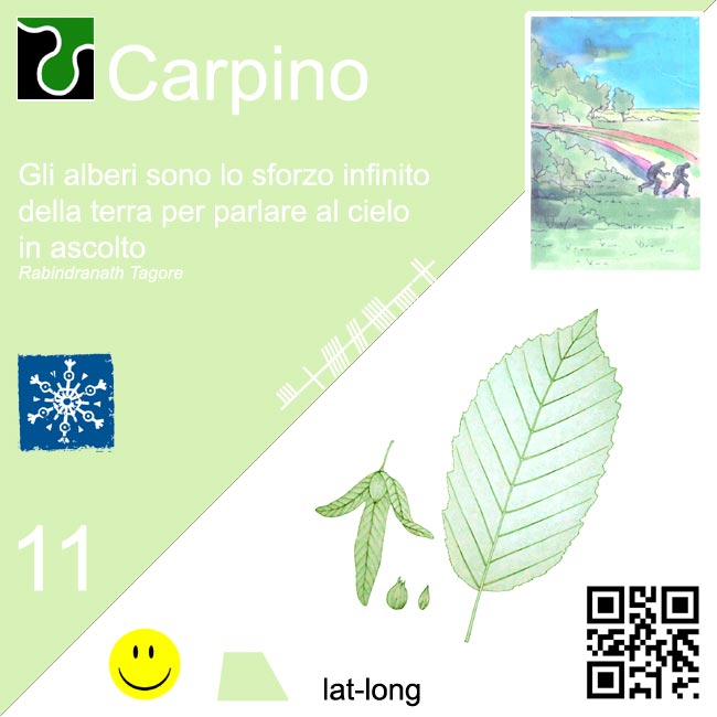 carpino